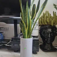 گل پتوس،سانسوریا،بن سای لیندا،یوکا با گلدان