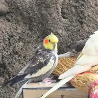 دو عدد طوطی عروس نرو ماده جفت .آماده تخم گذاری|پرنده|گرمی, |دیوار