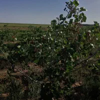 ۱۲ساعت اب ملکی چاه عمیق همراه باغ پسته بارور