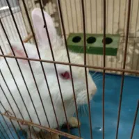 خرگوش لوپ نر