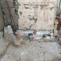 سار هفترنگ لکه دار