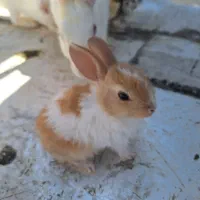 خرگوش خانگی