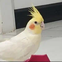 گمشده