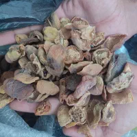 برگه افتابی