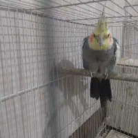 طوطی نر