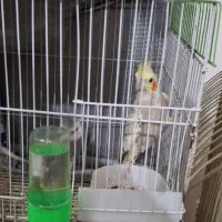 عروس هلندی. جفت.جوجه.ابلق