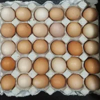 تخم مرغ نطفه دار