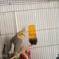 دوتا عروس هلندی نر  سخنگو