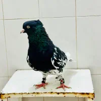 کله سیاه نر
