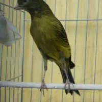 فروش ۸۰ عدد قناری