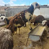 گوسفند برای قربانی
