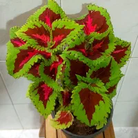 گل زیبا اپارتمان
