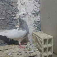 دوتا نر جوان به درد کسی خورد زنگ بزنه دوتاش 3