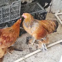 برهما