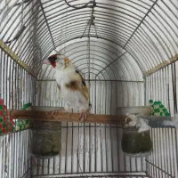 سهره دورگ ابلق