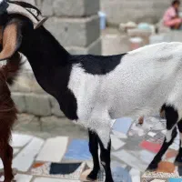 گوسفند فروشی