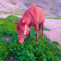 اسب|اسب و تجهیزات اسبسواری|یاسوج, |دیوار