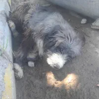کبوتر .سگ پشمالو