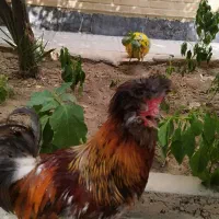 خروس سلطان جوان