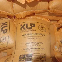 دان استارتر درجه ۱