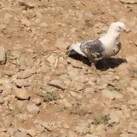 کبوتر رایگان