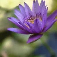 نیلوفر ابی