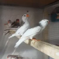 فنچ ساده، ابلغ، لپ سیاه و کینگ
