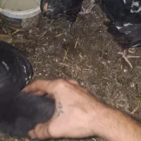 جوجه گلین