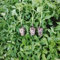 فروش نشاء گوجه فرنگی