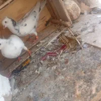 کبوتر دهن جور