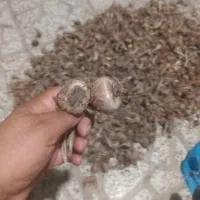 پیاز‌درجه‌یک‌زعفران