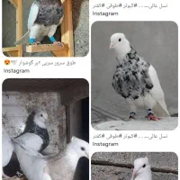 طوقی سورور گم شده نر و ماده
