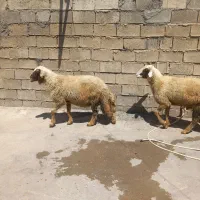 ۲عددشک ورن داشتی جنس