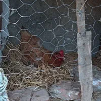 مرغ وخروس محلی