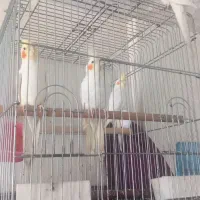 عروس هلندی جفت به همراه ۲ تا جوجه ۴ ماهه