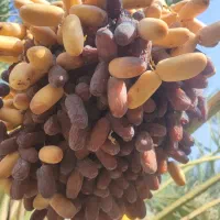 فروش-زمین-کشاورزی-و-نخل