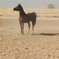 مادیون کرد|اسب و تجهیزات اسب‌سواری|اراک, |دیوار