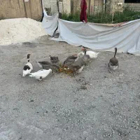 تعداد ۷ تا غاز یک جفت قو غاز