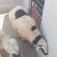 بره نر ماده