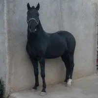 اسب و پانسیون و اجاره باکس اسب