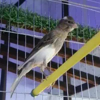 قناری سفید طوسی نر دهن زن کشیده بلند
