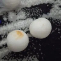 فروش سه عدد سنگ الماس