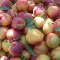 نیازمندی چند خانوار جهت کار سیب