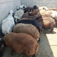 گوسفند توقلی  جوان
