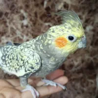 عروس هلندی