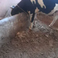 گوساله نر یکساله هلشتاین مخصوص پرواری فروش فوری