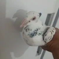 پرنده