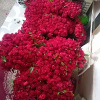 گل رز تازه عمده