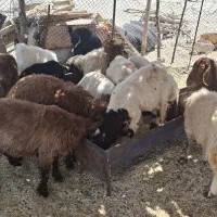 بره سبک وزن