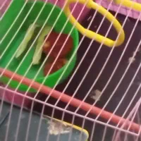 پرنده قناری